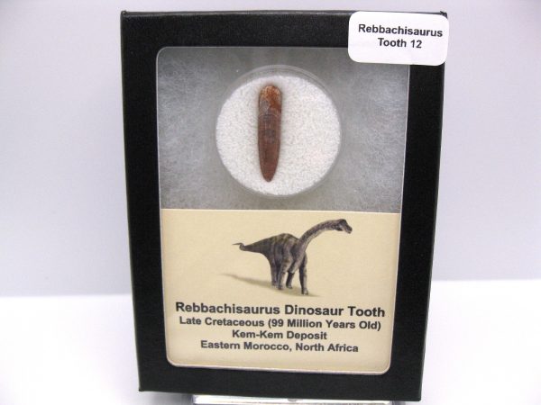 Rebbachisaurus Dinosaur Tooth #12