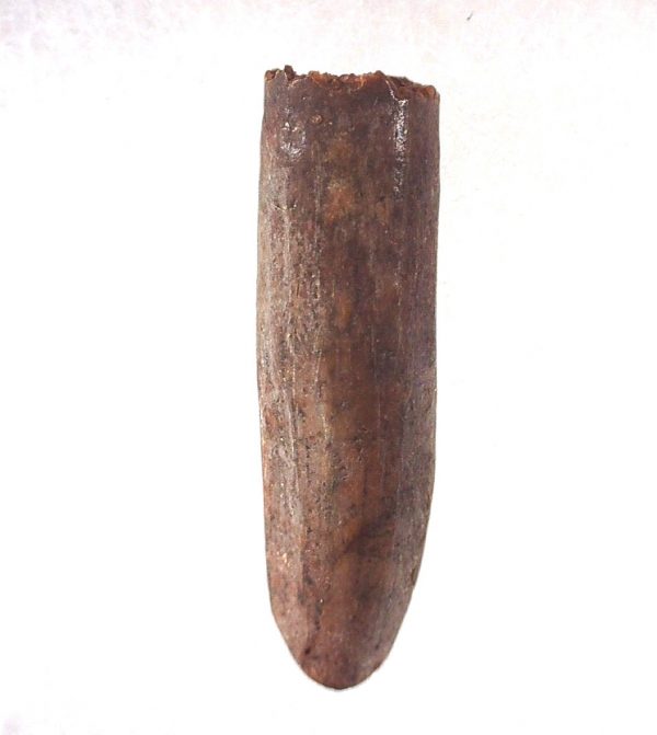 Rebbachisaurus Dinosaur Tooth #14 - Image 2