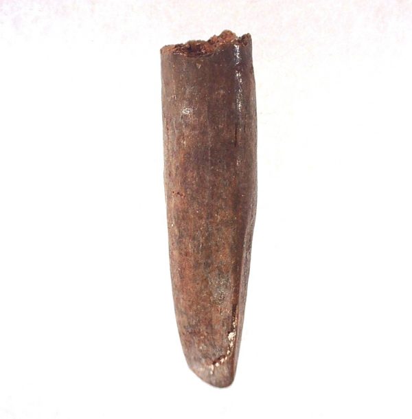 Rebbachisaurus Dinosaur Tooth #14 - Image 3