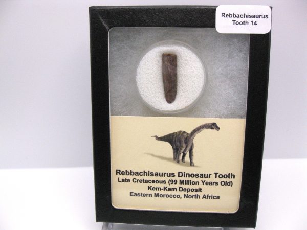 Rebbachisaurus Dinosaur Tooth #14