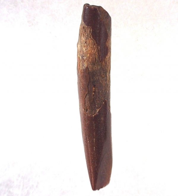 Rebbachisaurus Dinosaur Tooth #15 - Image 2