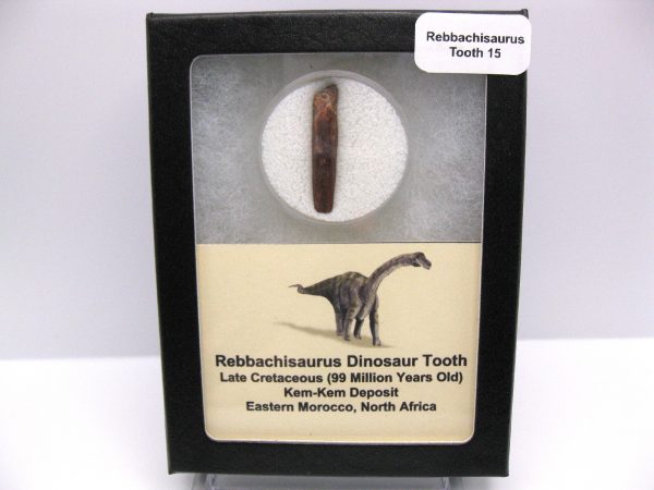 Rebbachisaurus Dinosaur Tooth #15