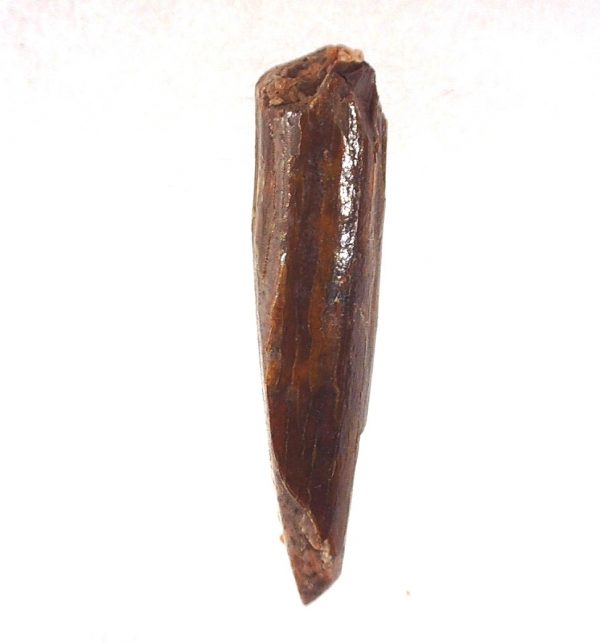 Rebbachisaurus Dinosaur Tooth #17 - Image 2