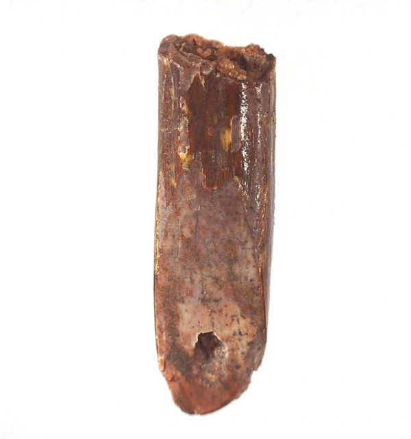 Rebbachisaurus Dinosaur Tooth #17 - Image 3