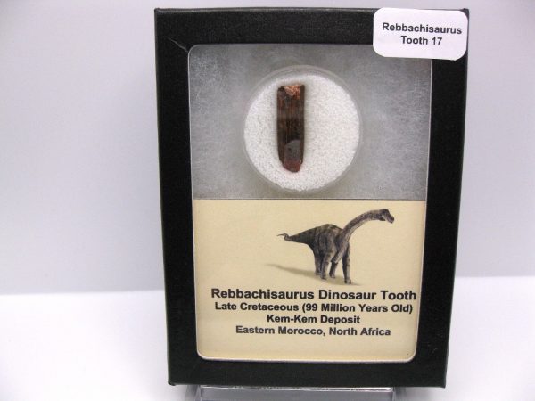 Rebbachisaurus Dinosaur Tooth #17