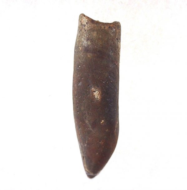 Rebbachisaurus Dinosaur Tooth #18 - Image 2