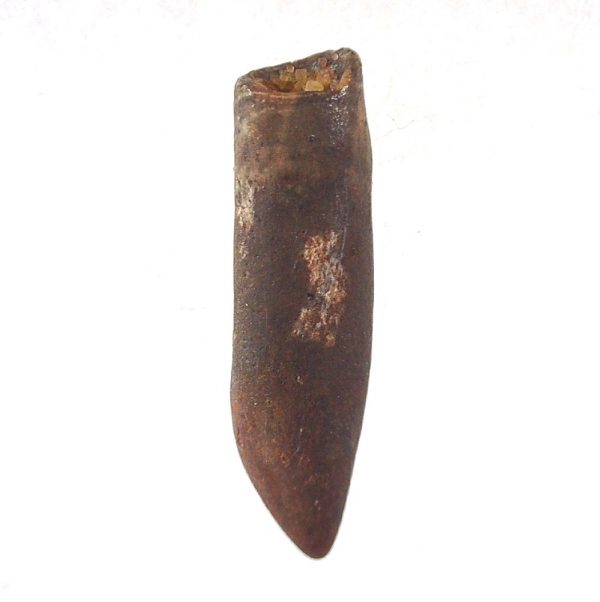 Rebbachisaurus Dinosaur Tooth #18 - Image 3