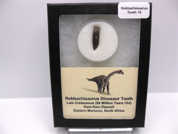 Rebbachisaurus Dinosaur Tooth #18