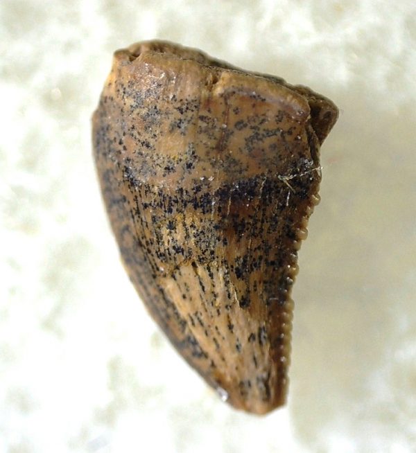 Saurornitholestes Tooth for Sale #21 - Image 3