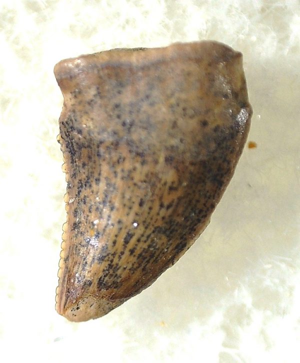 Saurornitholestes Tooth for Sale #21 - Image 2