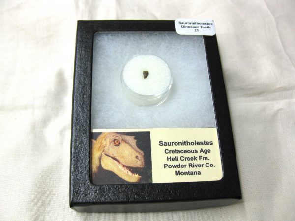 Saurornitholestes Tooth for Sale #21