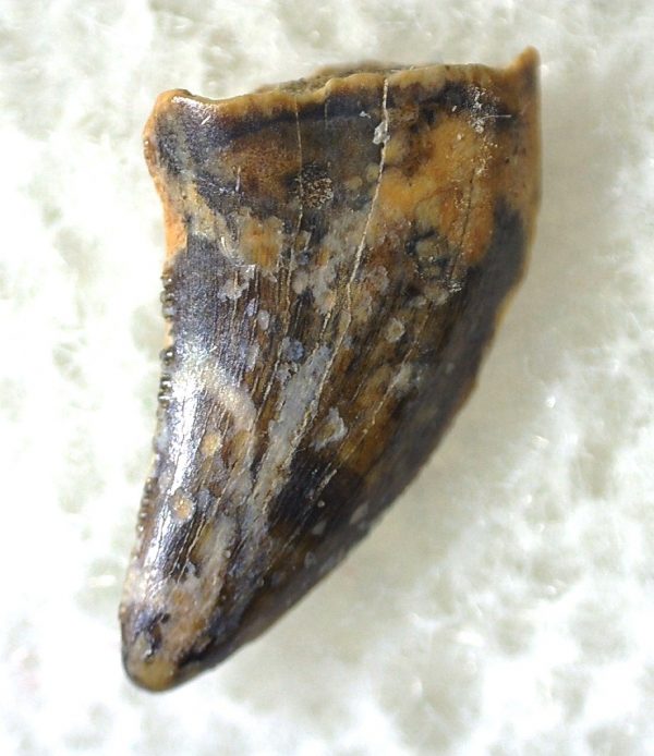 Saurornitholestes Tooth for Sale #22 - Image 3