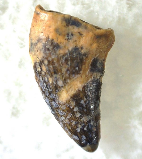 Saurornitholestes Tooth for Sale #22 - Image 2