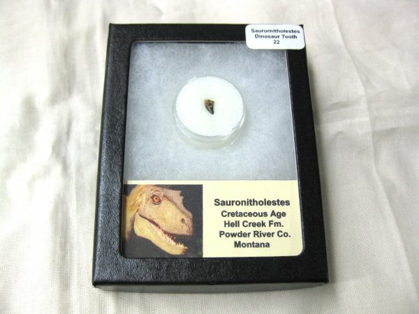 Saurornitholestes Tooth for Sale #22