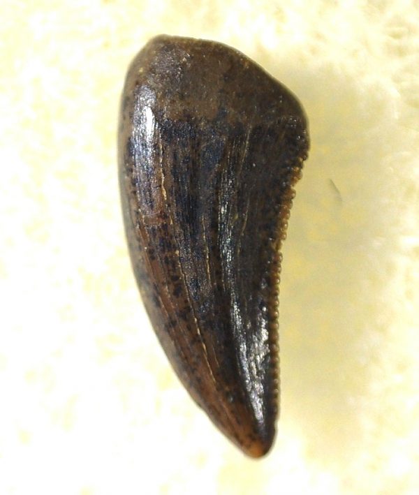 Saurornitholestes Tooth for Sale #24 - Image 3