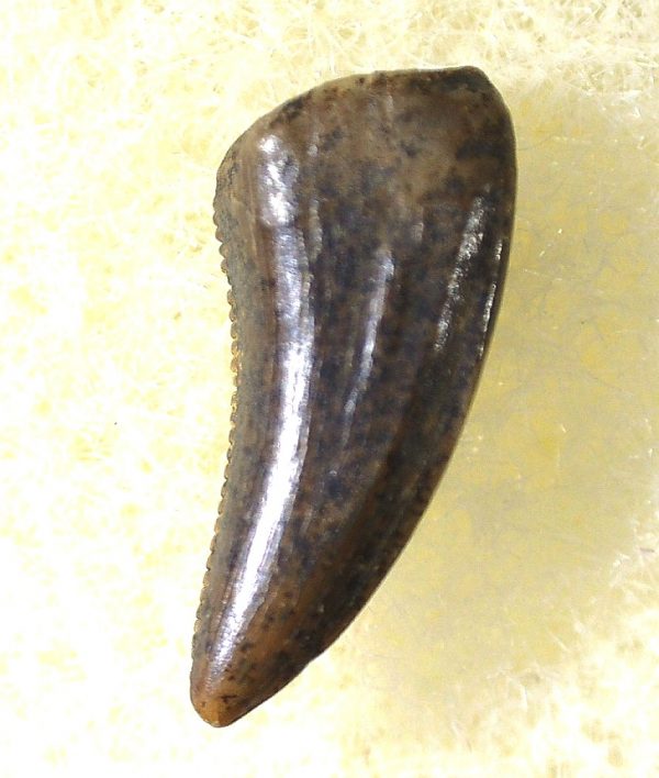 Saurornitholestes Tooth for Sale #24 - Image 2