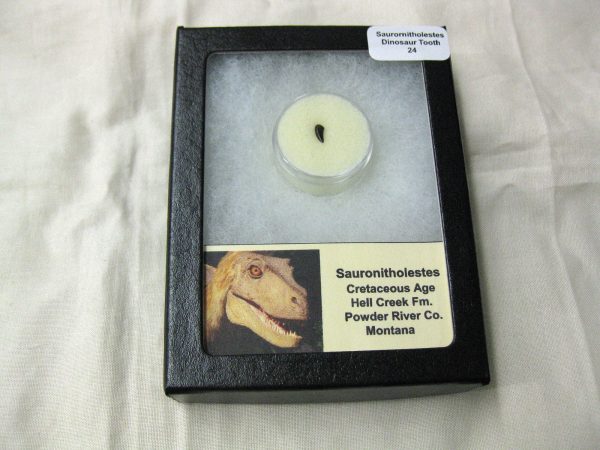 Saurornitholestes Tooth for Sale #24