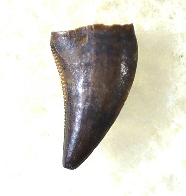 Saurornitholestes Tooth for Sale #25 - Image 3