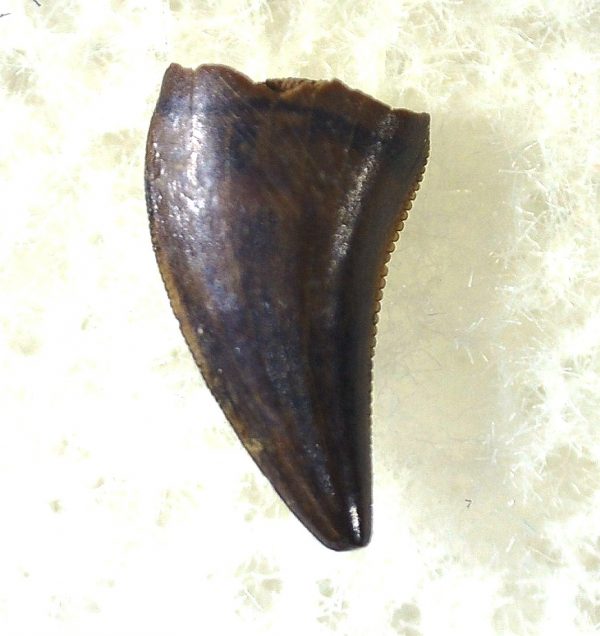 Saurornitholestes Tooth for Sale #25 - Image 2