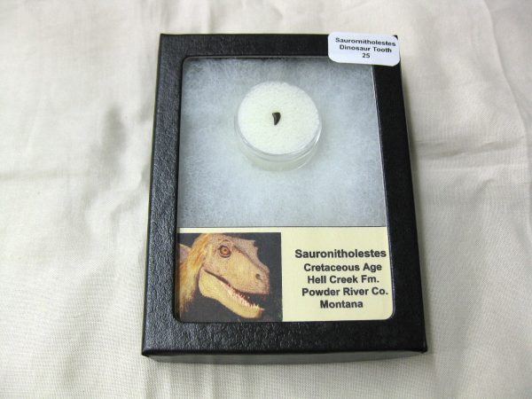 Saurornitholestes Tooth for Sale #25