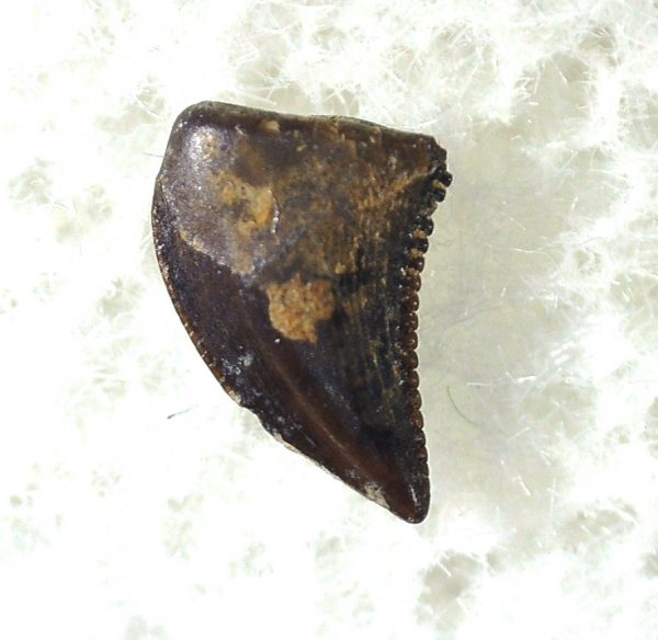 Saurornitholestes Tooth for Sale #26 - Image 3