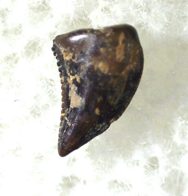 Saurornitholestes Tooth for Sale #26 - Image 2