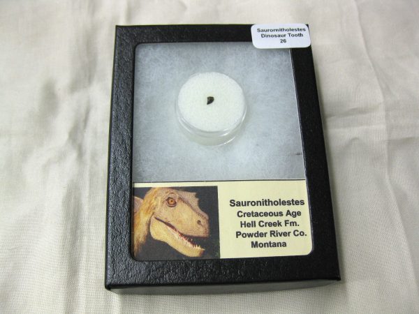 Saurornitholestes Tooth for Sale #26