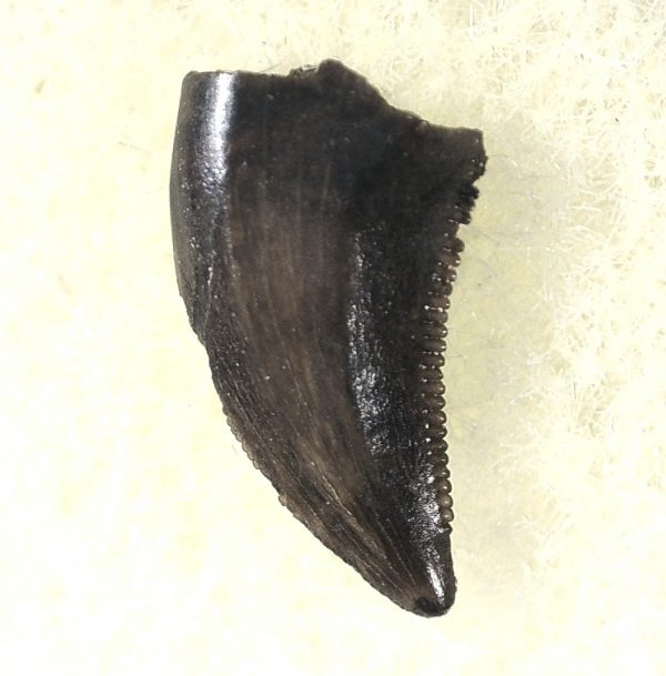 Saurornitholestes Tooth for Sale #27 - Image 3