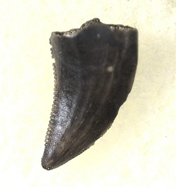 Saurornitholestes Tooth for Sale #27 - Image 2