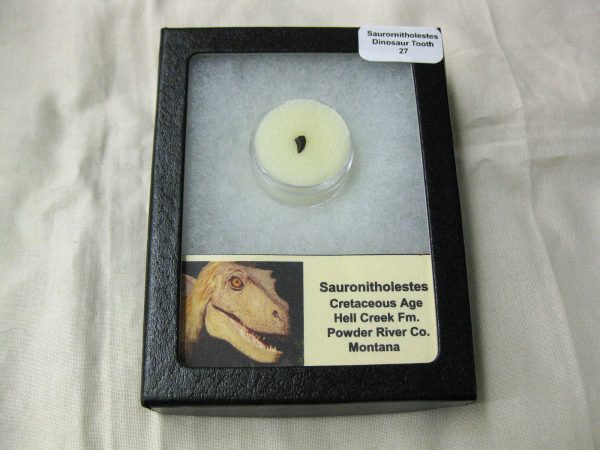 Saurornitholestes Tooth for Sale #27