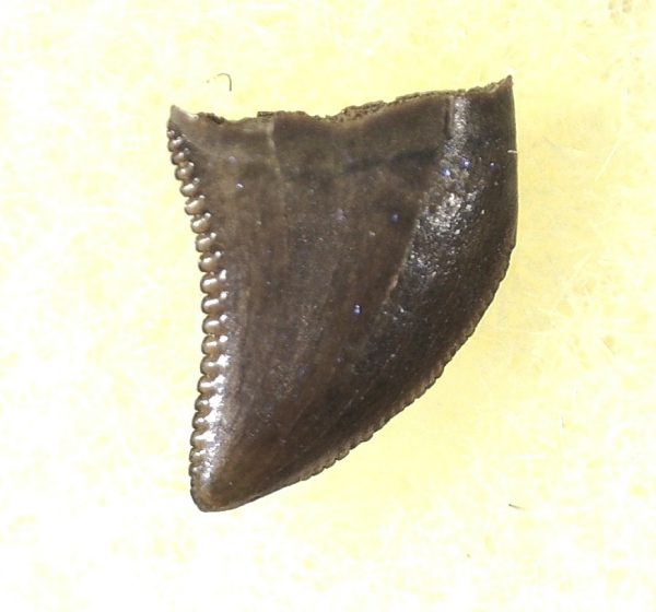 Saurornitholestes Tooth for Sale #28 - Image 3