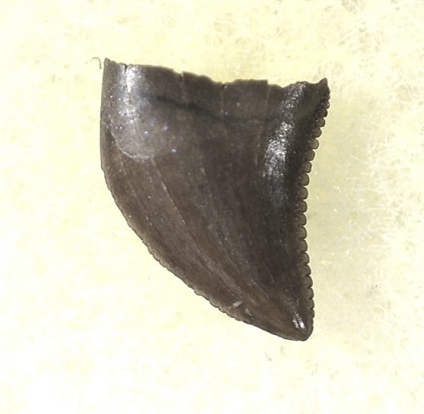 Saurornitholestes Tooth for Sale #28 - Image 2