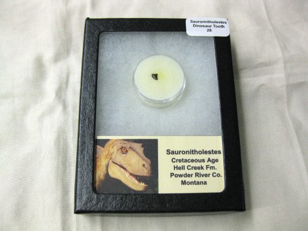 Saurornitholestes Tooth for Sale #28