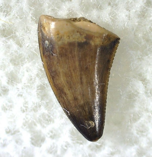 Saurornitholestes Tooth for Sale #30 - Image 3