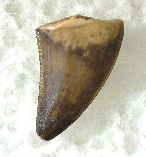 Saurornitholestes Tooth for Sale #30 - Image 2