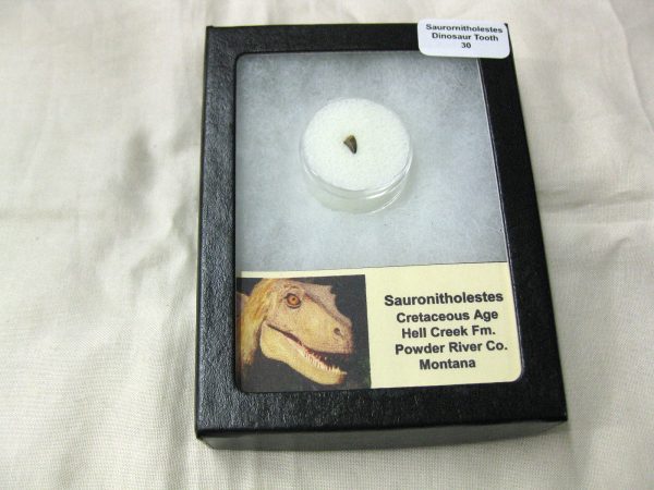 Saurornitholestes Tooth for Sale #30