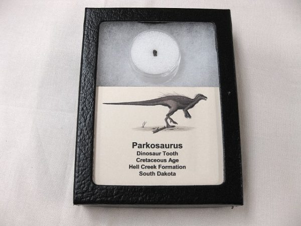 Parkosaurus Dinosaur Tooth #5