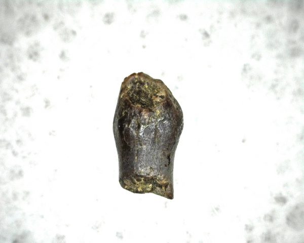 Parkosaurus Dinosaur Tooth #5 - Image 3