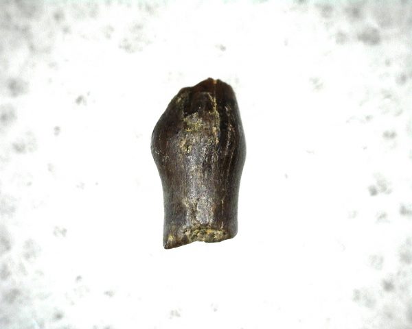 Parkosaurus Dinosaur Tooth #5 - Image 2