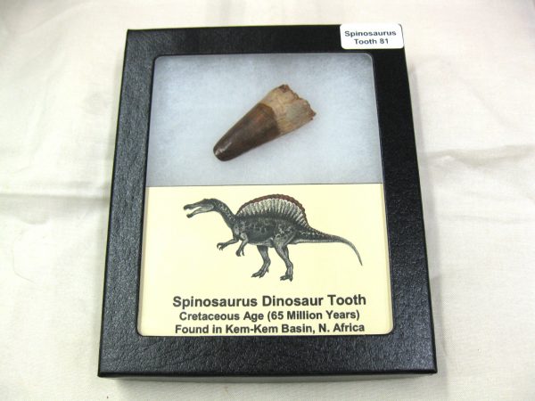 Genuine Cretaceous Age Spinosaurus Dinosaur Tooth Fossil for Sale from Morocco #81