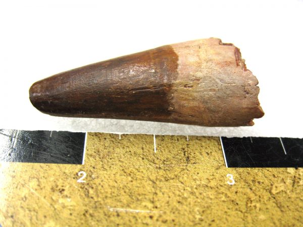 Genuine Cretaceous Age Spinosaurus Dinosaur Tooth Fossil for Sale from Morocco #81a