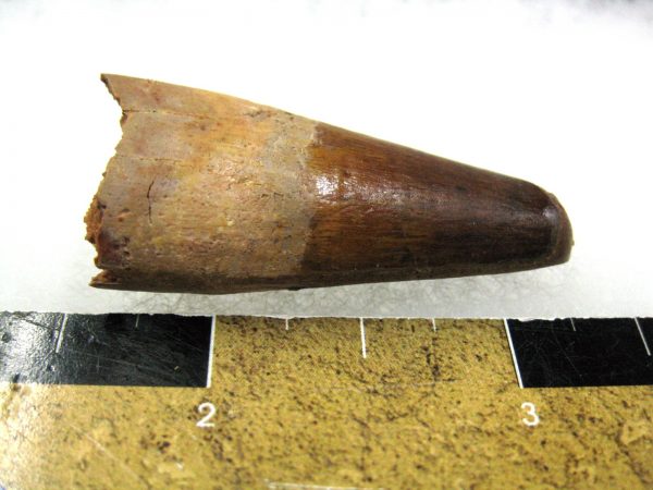 Genuine Cretaceous Age Spinosaurus Dinosaur Tooth Fossil for Sale from Morocco #81b