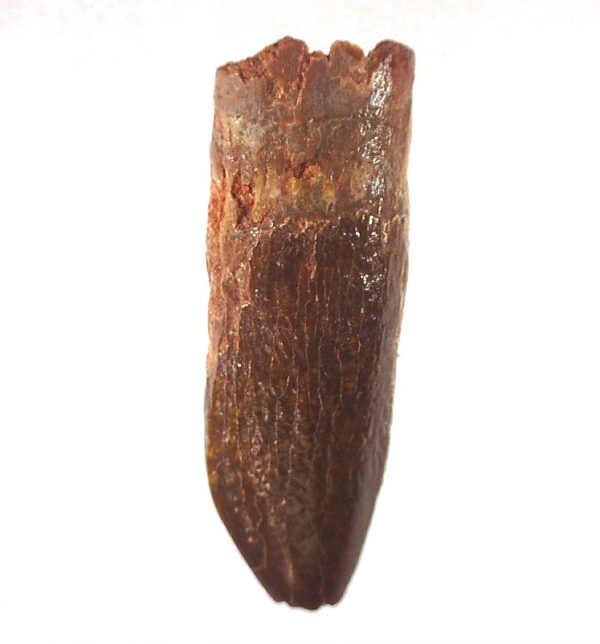 Titanosaur Sauropod Tooth #2 - Image 2