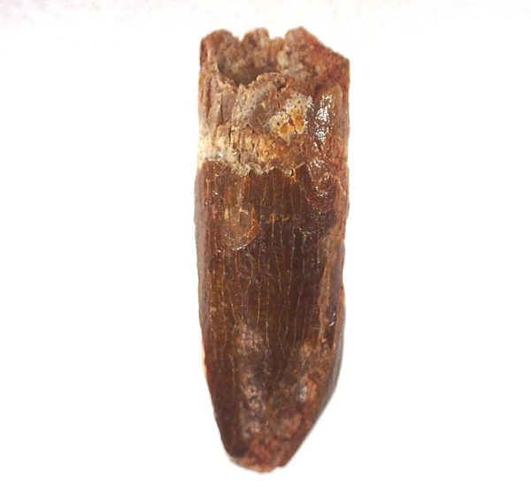 Titanosaur Sauropod Tooth #2 - Image 3