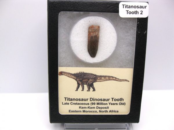 Titanosaur Sauropod Tooth #2