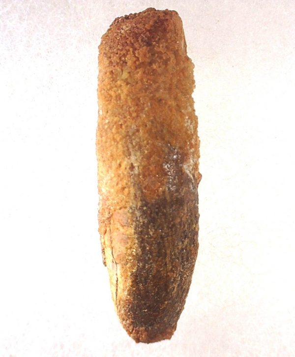 Titanosaur Sauropod Tooth #8 - Image 2