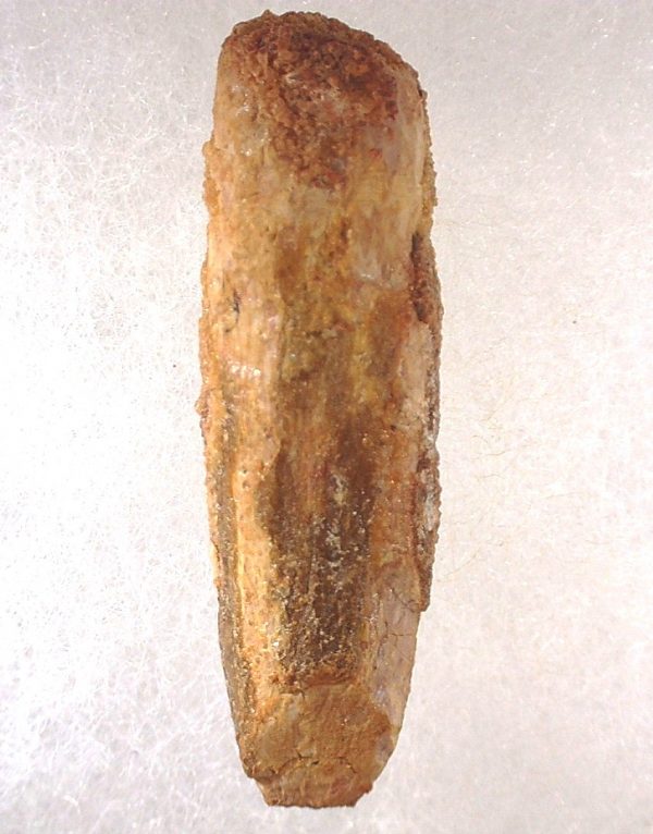 Titanosaur Sauropod Tooth #8 - Image 3