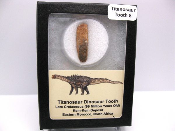 Titanosaur Sauropod Tooth #8