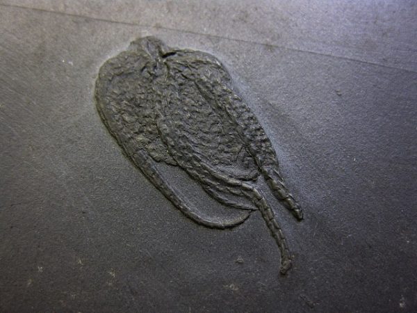 Genuine Devonian Age Bundenbach Taeniaster Brittle Star Fossil for Sale from Germany #1a