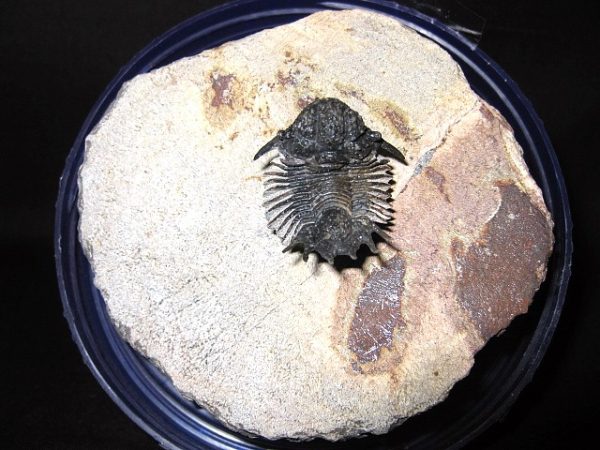 Genuine Lobopyge Trilobite #1 for Sale from Morocco